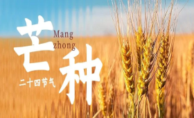 二十四节气之芒种丨芒于自然，种于希望