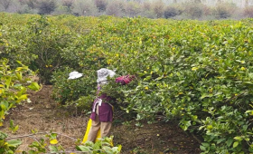 【中医药助力乡村振兴】安徽广德：荒山披绿生“金”，黄栀子结出“致富果”