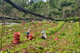 【中医药助力乡村振兴】云南景谷：青山药材香 振兴画卷开