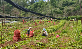 【中医药助力乡村振兴】云南景谷：青山药材香 振兴画卷开