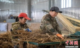 【中医药助力乡村振兴】药材飘香产业兴，山西襄垣发“药财”