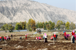 【中医药助力乡村振兴】甘肃天祝县祁连村：中药材产业蓬勃发展