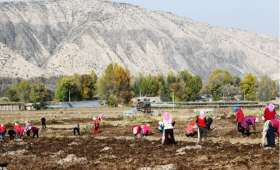 【中医药助力乡村振兴】甘肃天祝县祁连村：中药材产业蓬勃发展