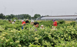 【中医药助力乡村振兴】山东任城：金银花开幸福路 工会助力产业兴